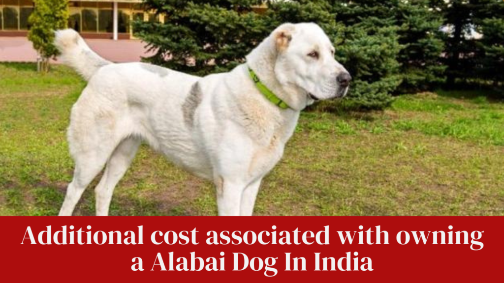 Additional cost associated with owning a Alabai Dog In India