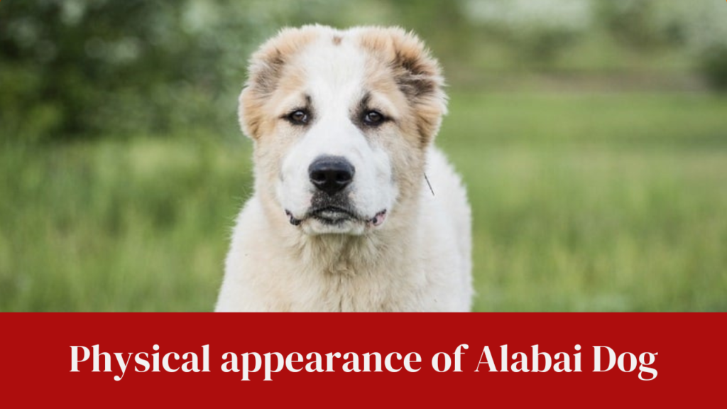 Physical appearance of Alabai Dog