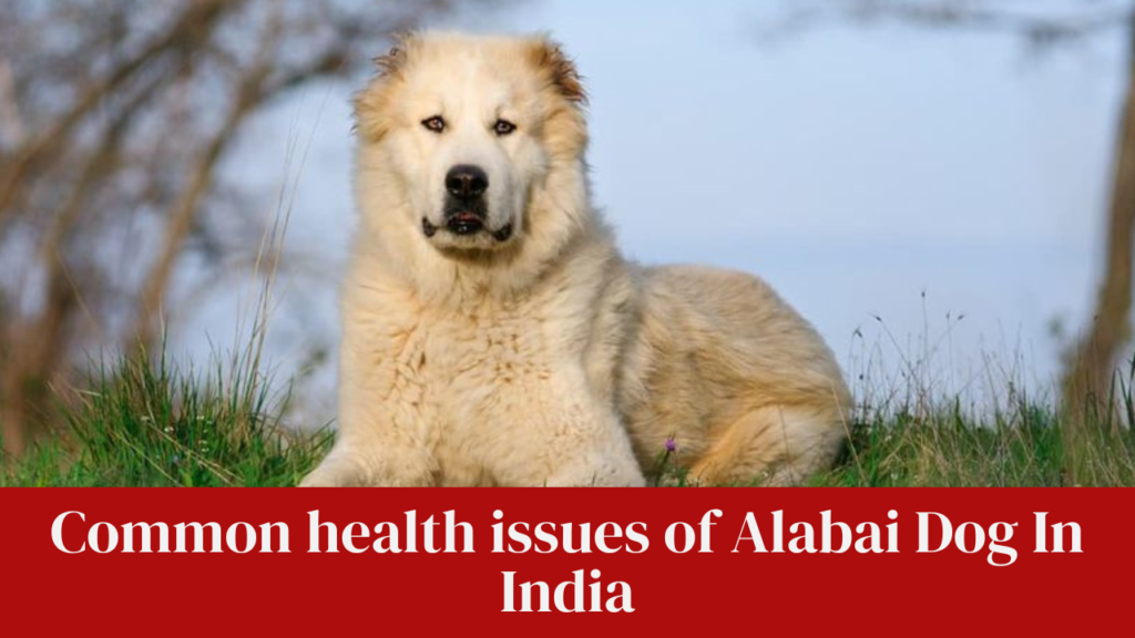 Common health issues of Alabai Dog In India