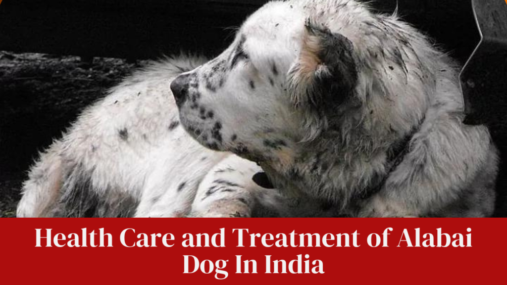 Health Care and Treatment of Alabai Dog In India