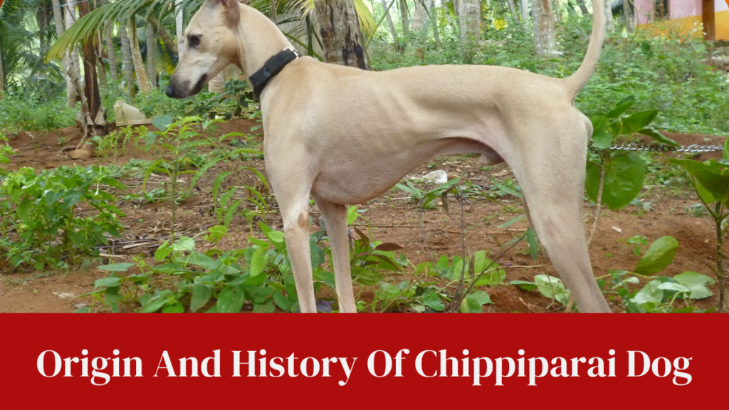 Origin And History Of Chippiparai Dog