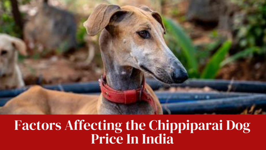 Factors Affecting the Chippiparai Dog Price In India
