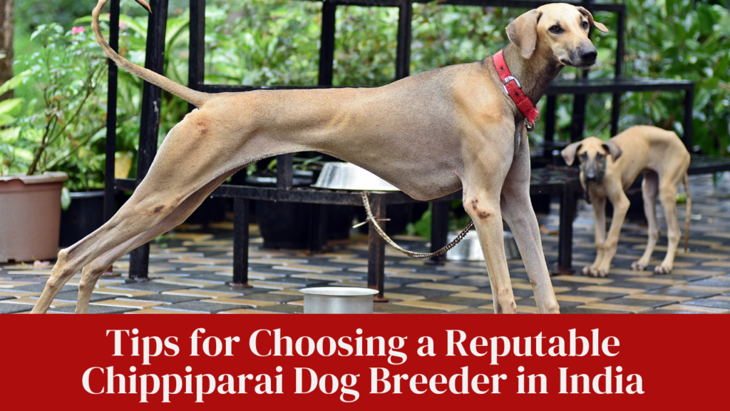 Tips for Choosing a Reputable Chippiparai Dog Breeder in India