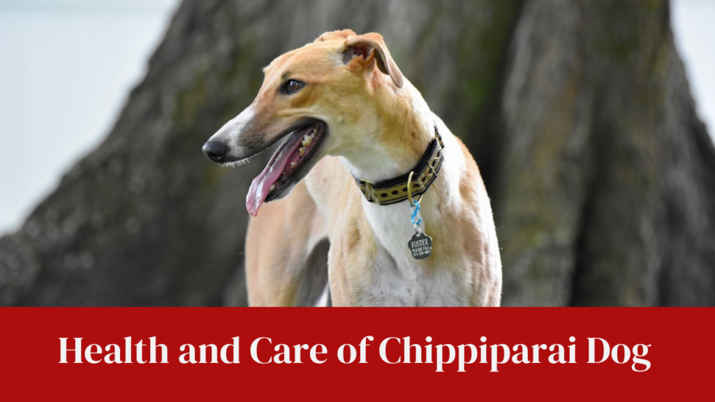 Health and Care of Chippiparai Dog