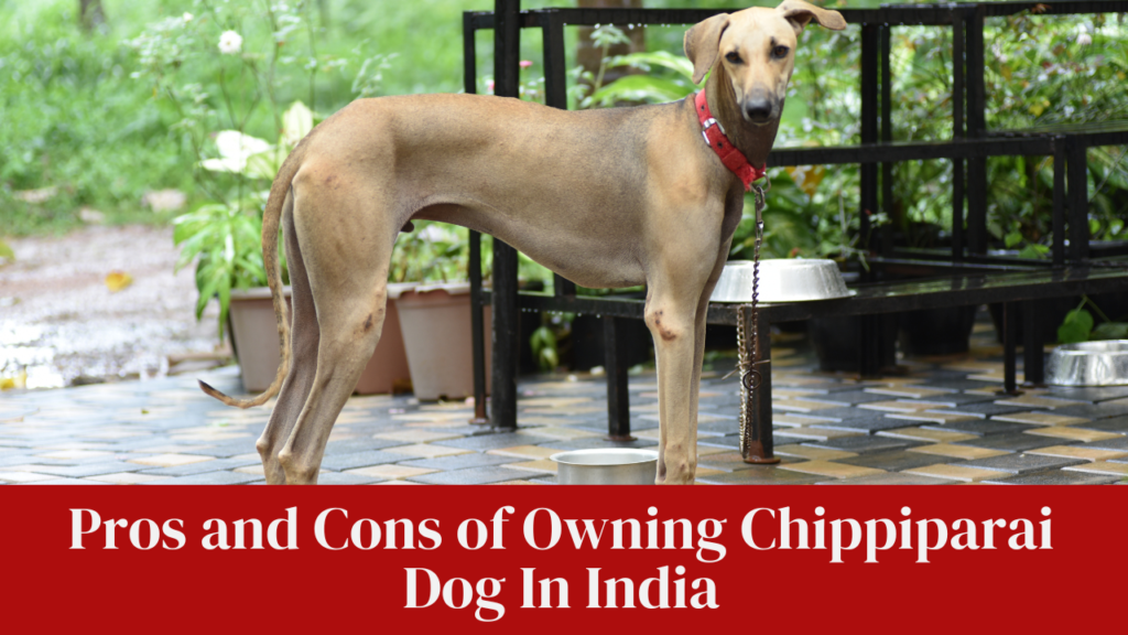 Pros and Cons of Owning Chippiparai Dog In India