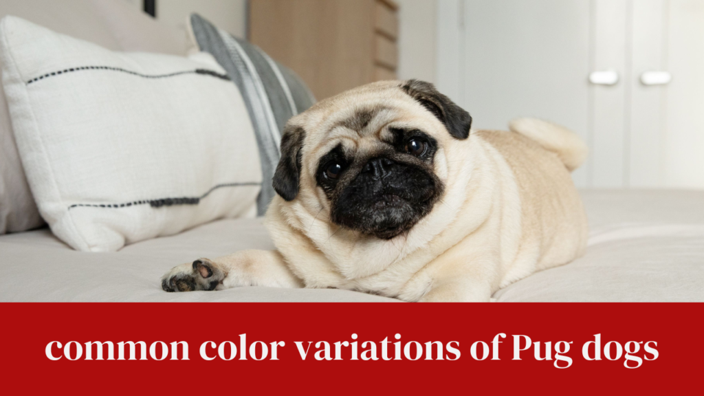 common color variations of Pug dogs
