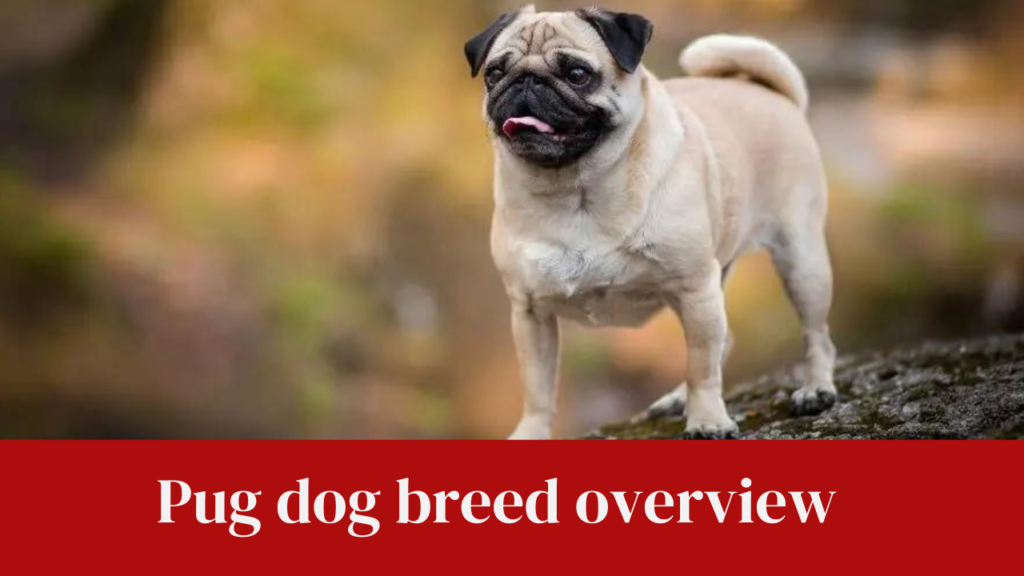 Pug dog breed overview