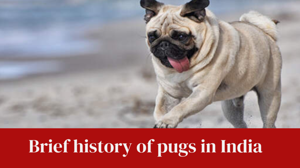 Brief history of pugs in India