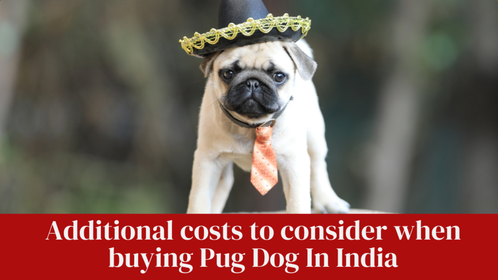 Additional costs to consider when buying Pug Dog In India