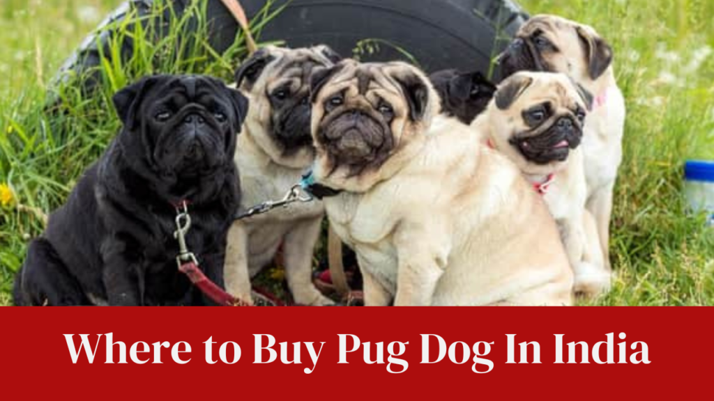 Where to Buy Pug Dog In India