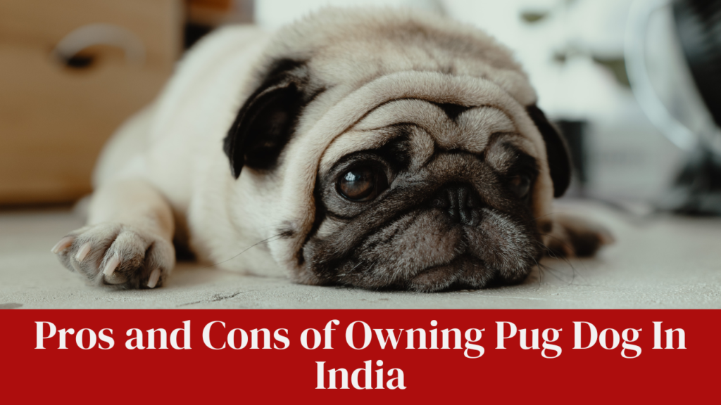 Pros and Cons of Owning Pug Dog In India