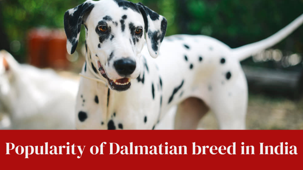 Popularity of Dalmatian breed in India