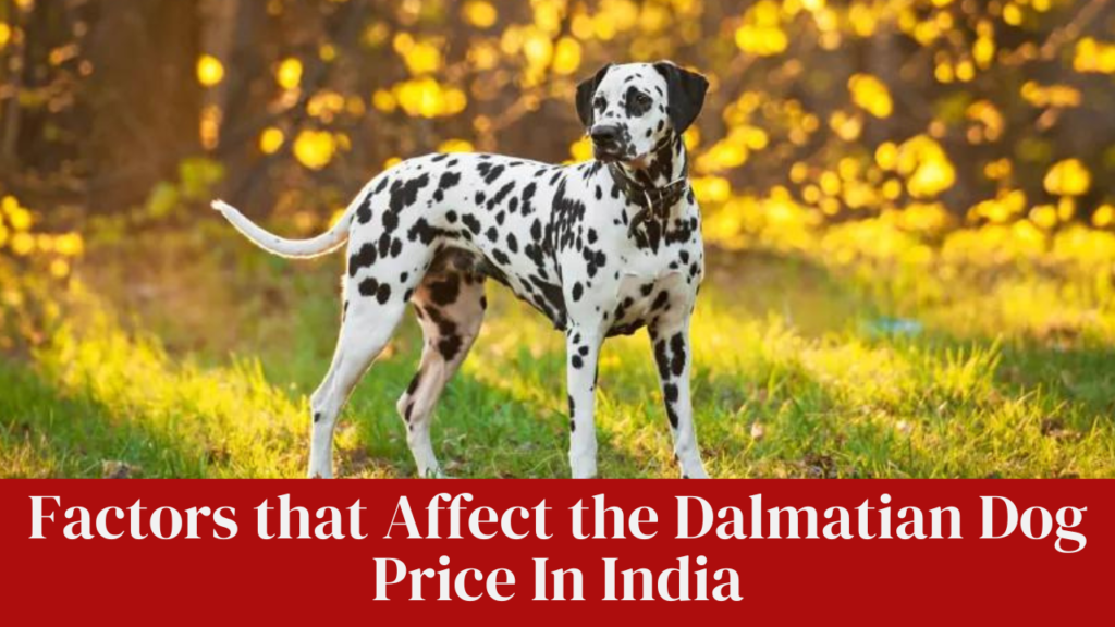 Factors that Affect the Dalmatian Dog Price In India