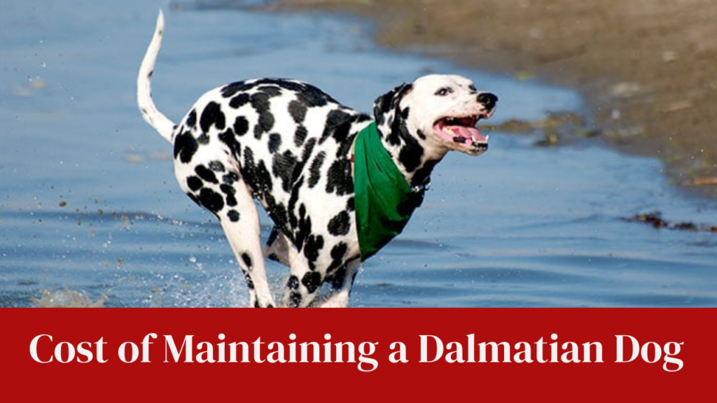 Cost of Maintaining a Dalmatian Dog
