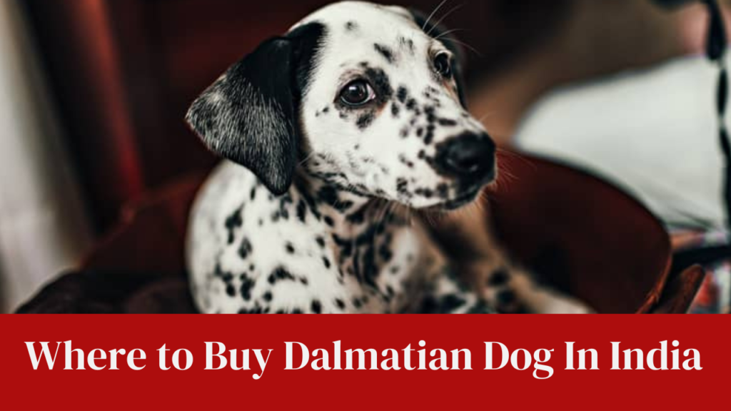 Where to Buy Dalmatian Dog In India