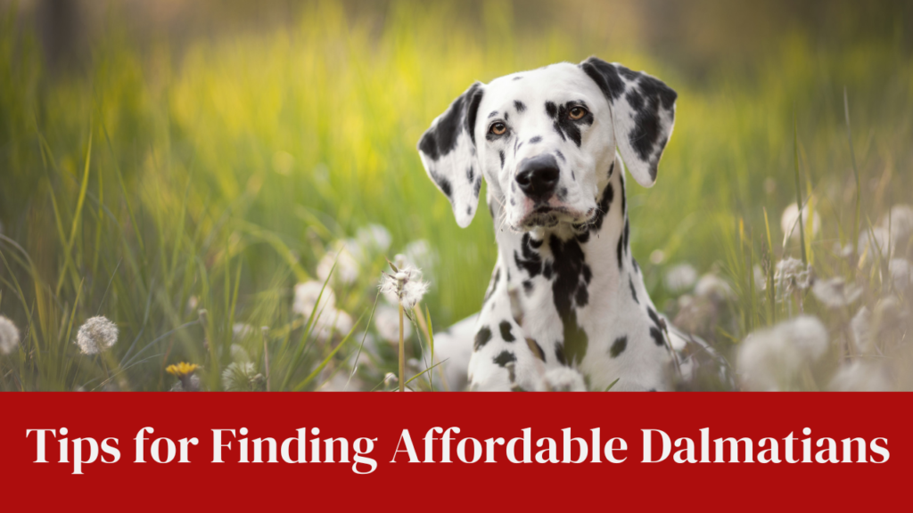 Tips for Finding Affordable Dalmatians