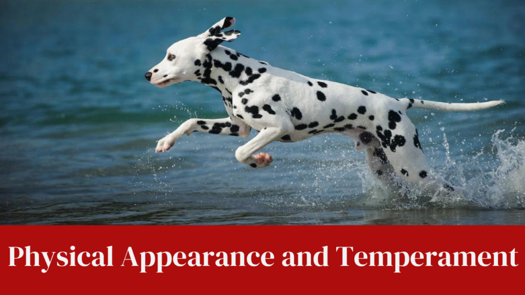 Physical Appearance and Temperament