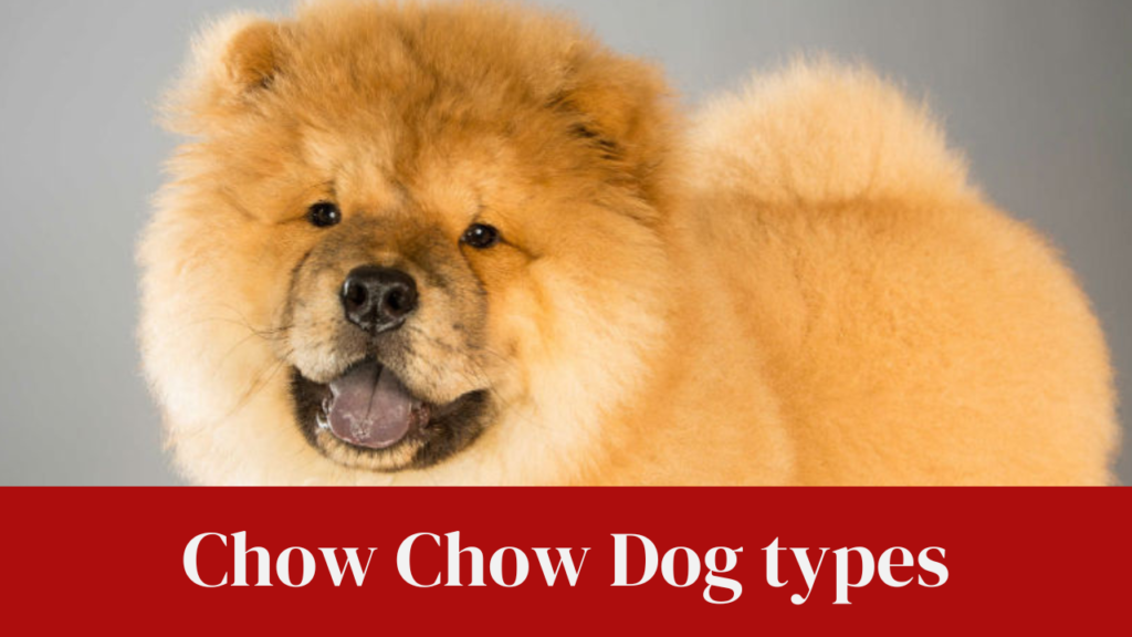Chow Chow Dog types