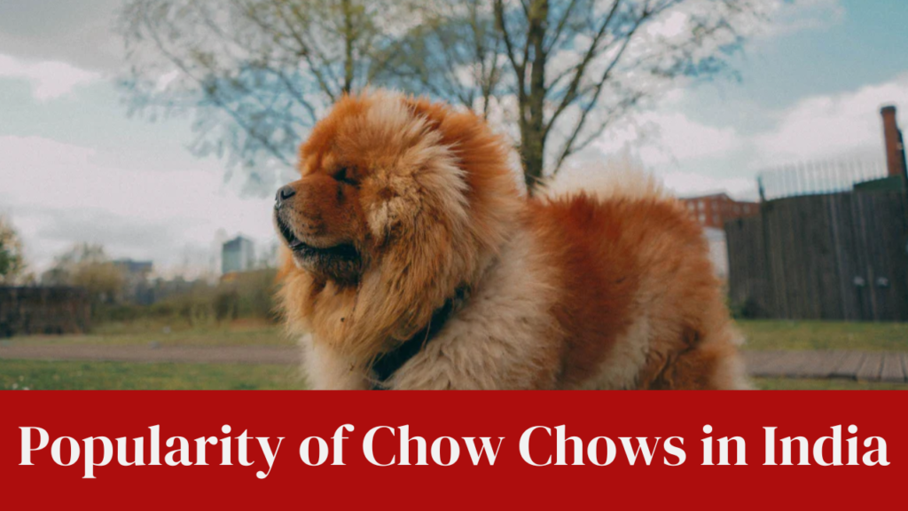 Popularity of Chow Chows in India