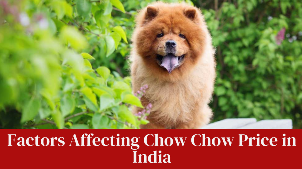 Factors Affecting Chow Chow Price in India