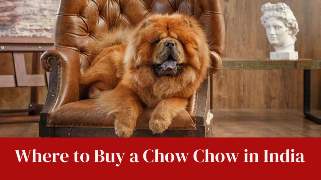Where to Buy a Chow Chow in India