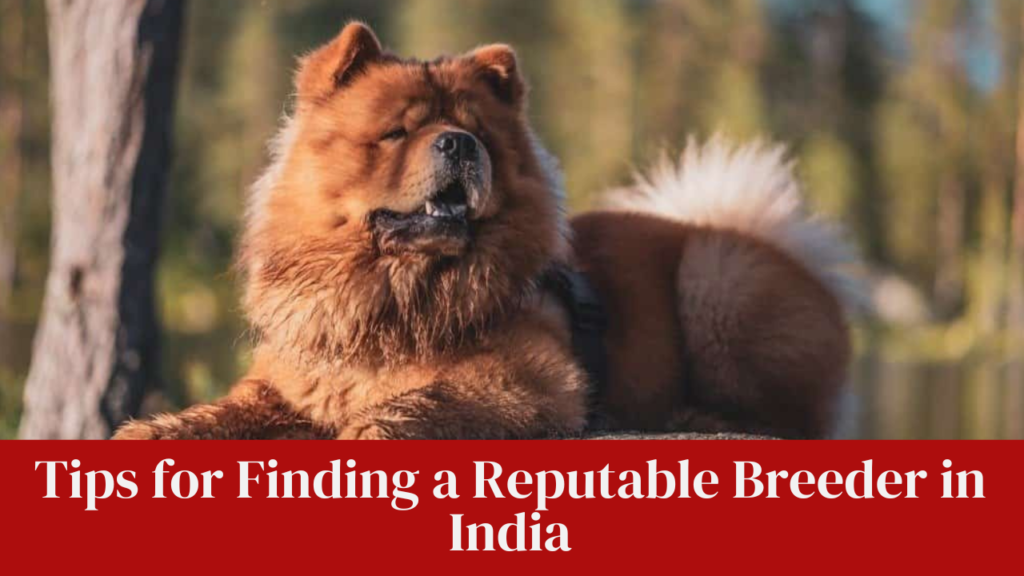 Tips for Finding a Reputable Breeder in India