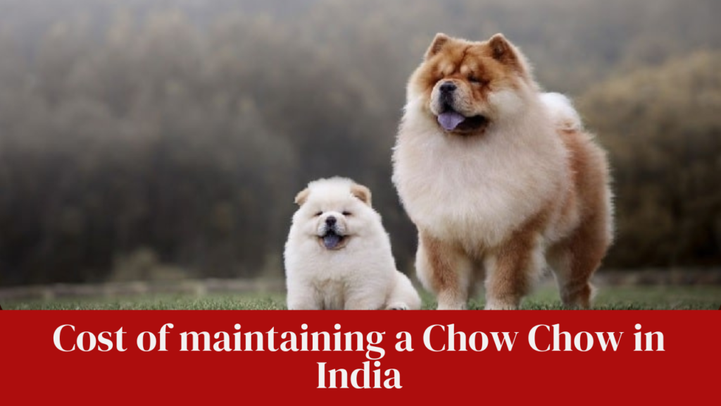 Cost of maintaining a Chow Chow in India