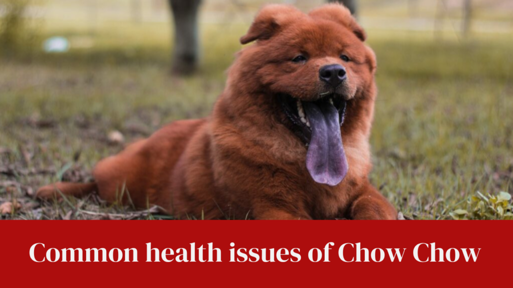 Common health issues of Chow Chow