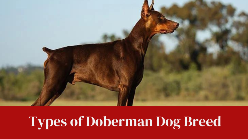 Types of Doberman Dog Breed