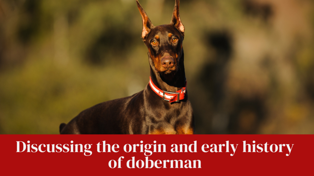Discussing the origin and early history of doberman