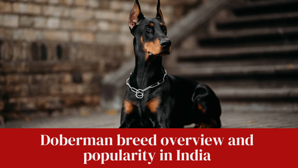 Doberman breed overview and popularity in India