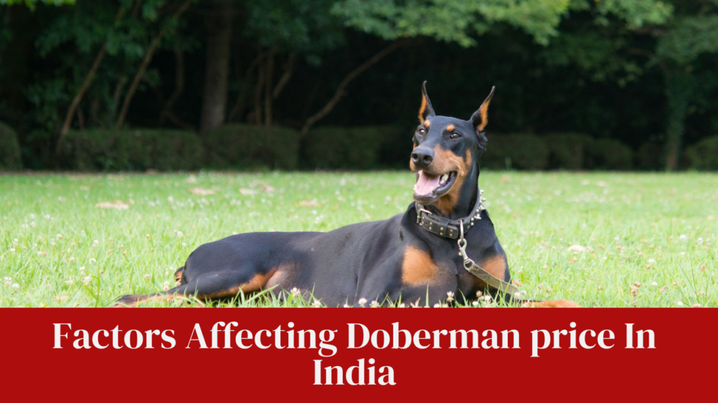 Factors Affecting Doberman price In India