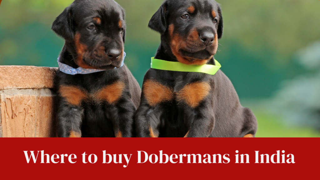 Where to buy Dobermans in India
