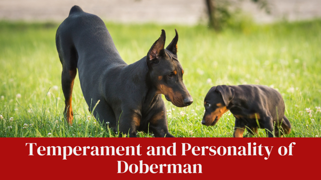 Temperament and Personality of Doberman