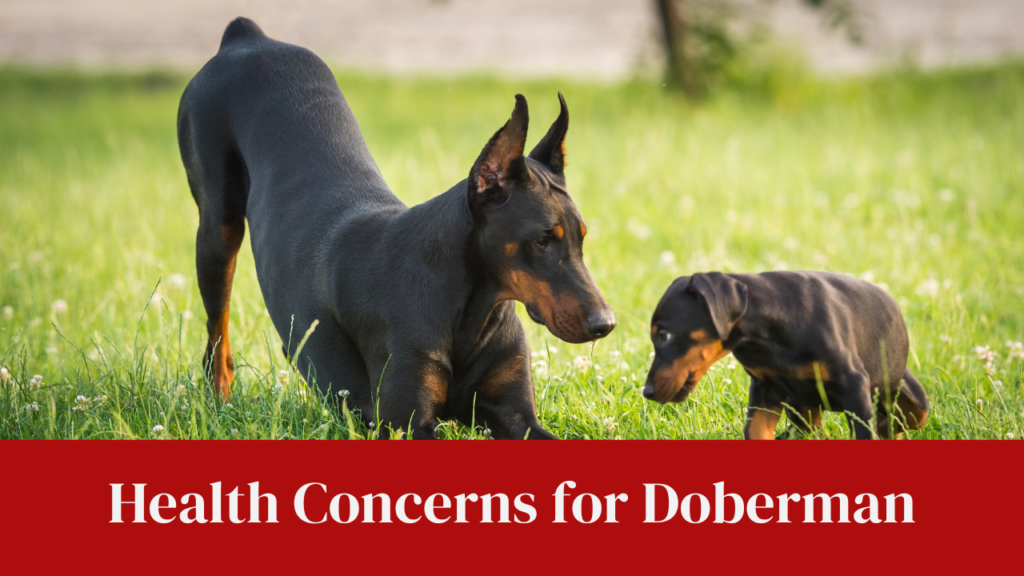 Health Concerns for Doberman