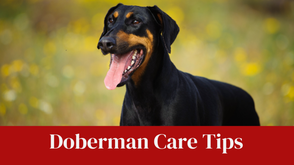 Doberman Care Tips