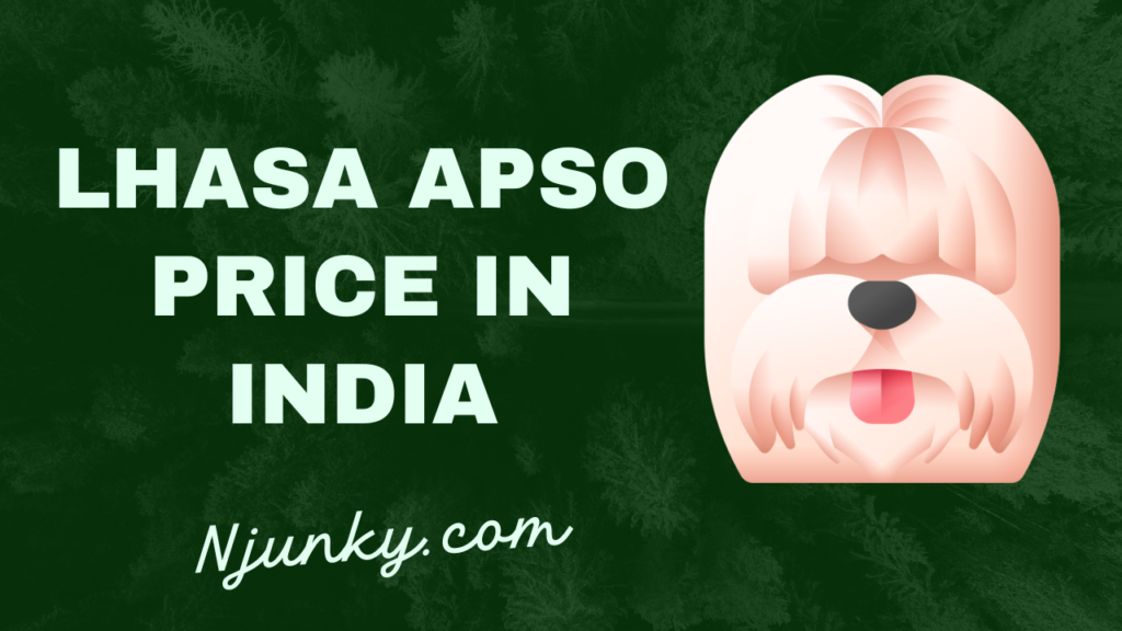 Lhasa Apso Price In India