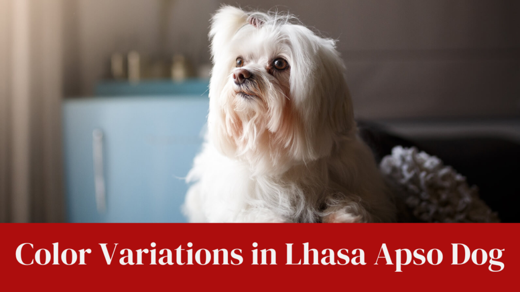 Color Variations in Lhasa Apso Dog