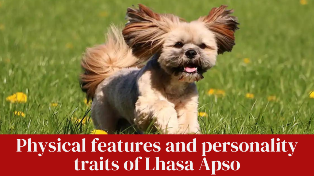 Physical features and personality traits of Lhasa Apso