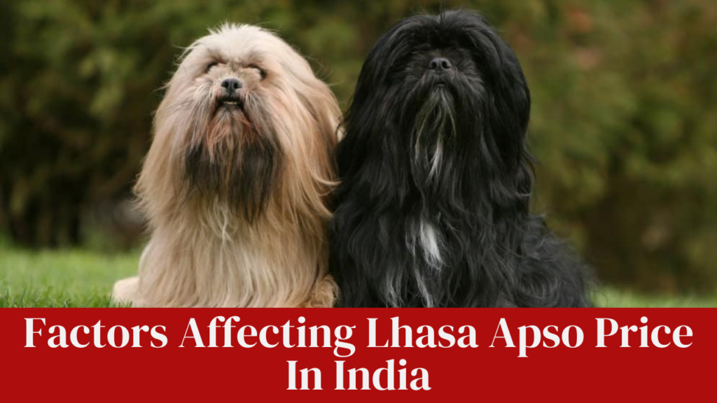 Factors Affecting Lhasa Apso Price In India
