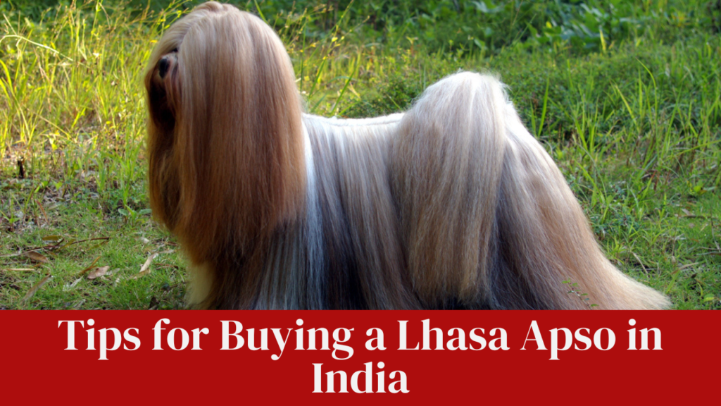 Tips for Buying a Lhasa Apso in India