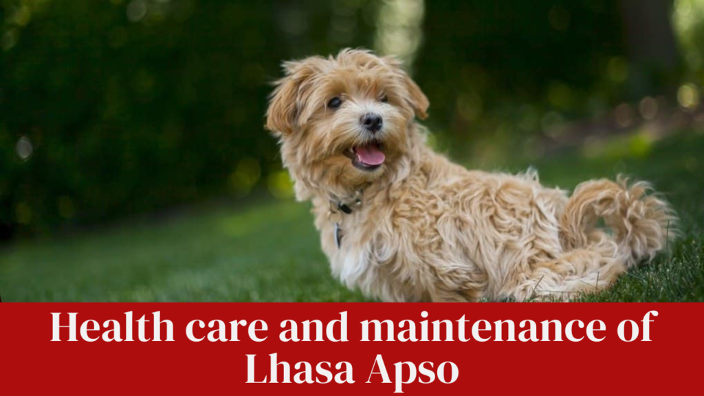Health care and maintenance of Lhasa Apso