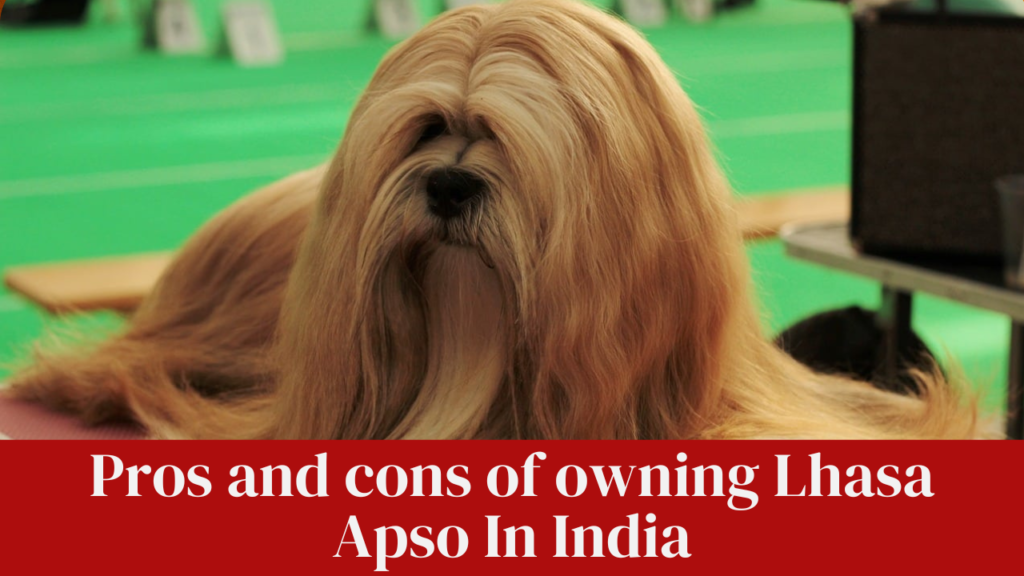 Pros and cons of owning Lhasa Apso In India