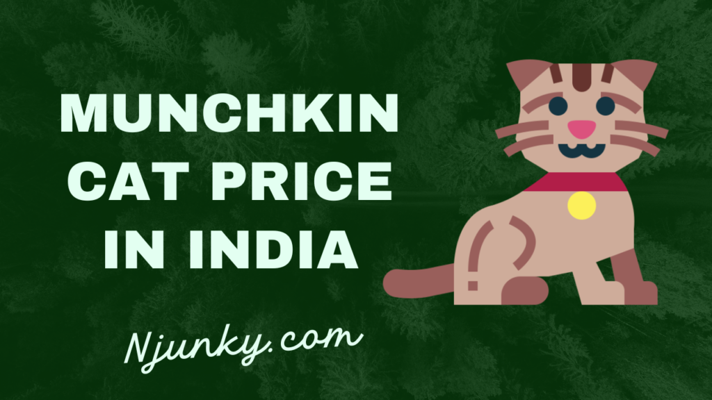 Munchkin Cat Price In India