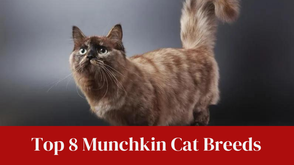 Top 8 Munchkin Cat Breeds: