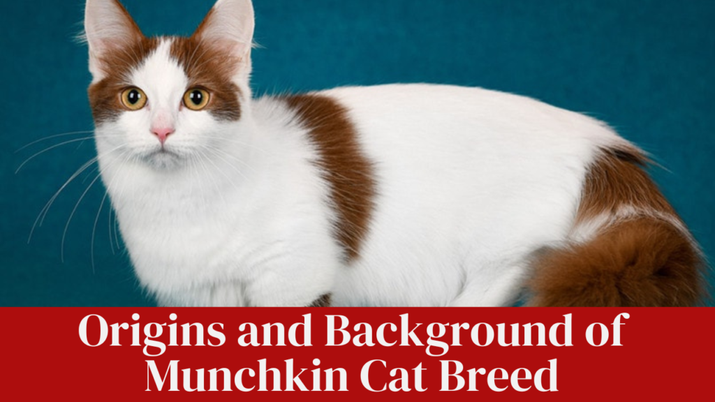 Origins and Background of Munchkin Cat Breed