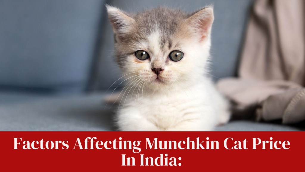 Factors Affecting Munchkin Cat Price In India:
