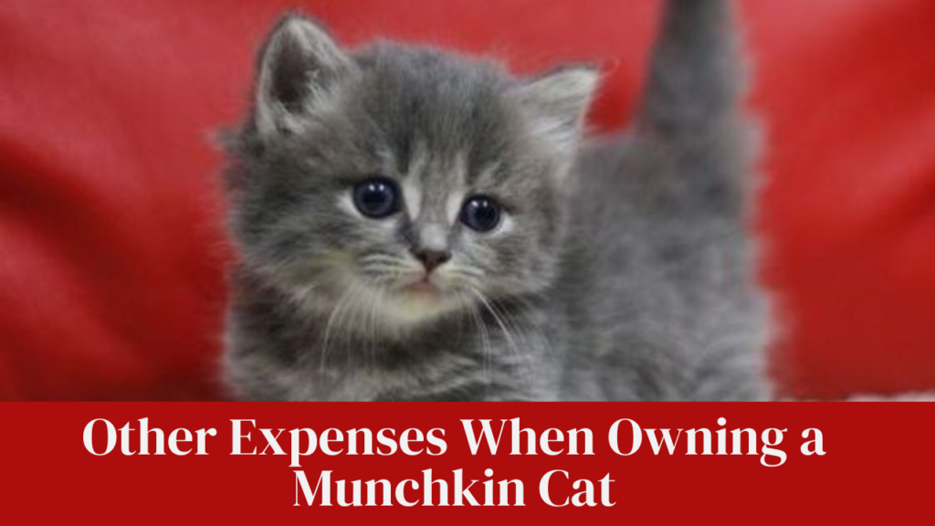 Other Expenses When Owning a Munchkin Cat