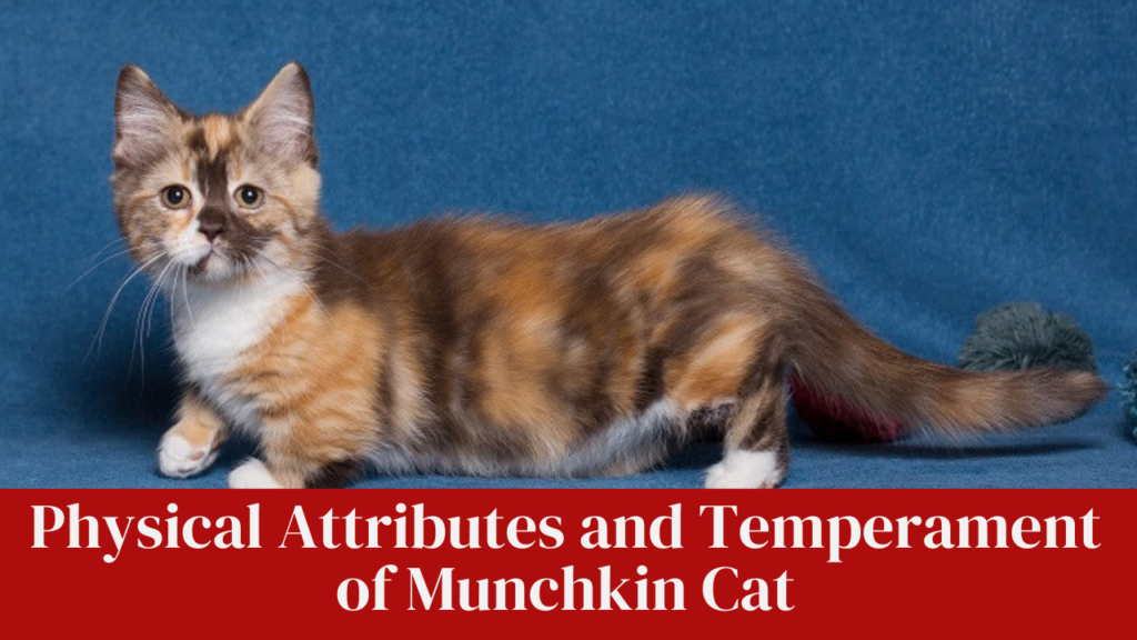 Physical attributes and temperament of Munchkin Cat