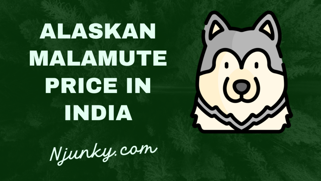 Alaskan Malamute Price In India